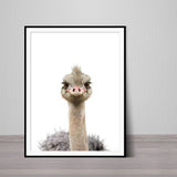 Baby Ostrich