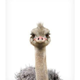 Baby Ostrich