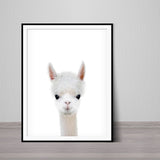 Baby Alpaca