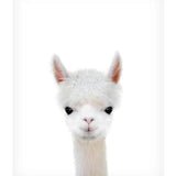 Baby Alpaca
