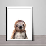 Baby Sloth