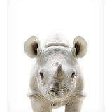 Baby Rhinoceros