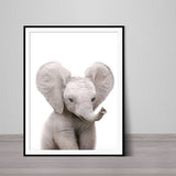 Baby Elephant