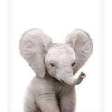 Baby Elephant