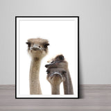Baby Ostrich