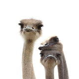 Baby Ostrich