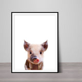 Baby Pig