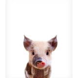 Baby Pig
