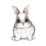 Baby Rabbit