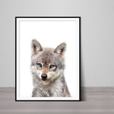 Baby Coyote