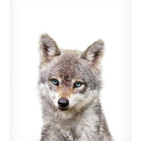 Baby Coyote