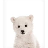Baby Polar Bear
